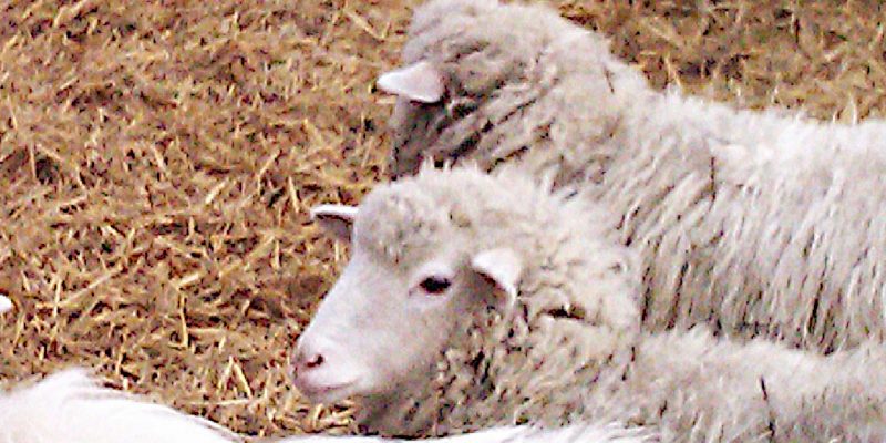 Junge Schafe in Regensburg 2011