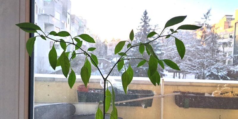 Auf einem Fensterbrett innen überwinternde Chili-Pflanze mit winterlichem Innenhof am frühen Morgen