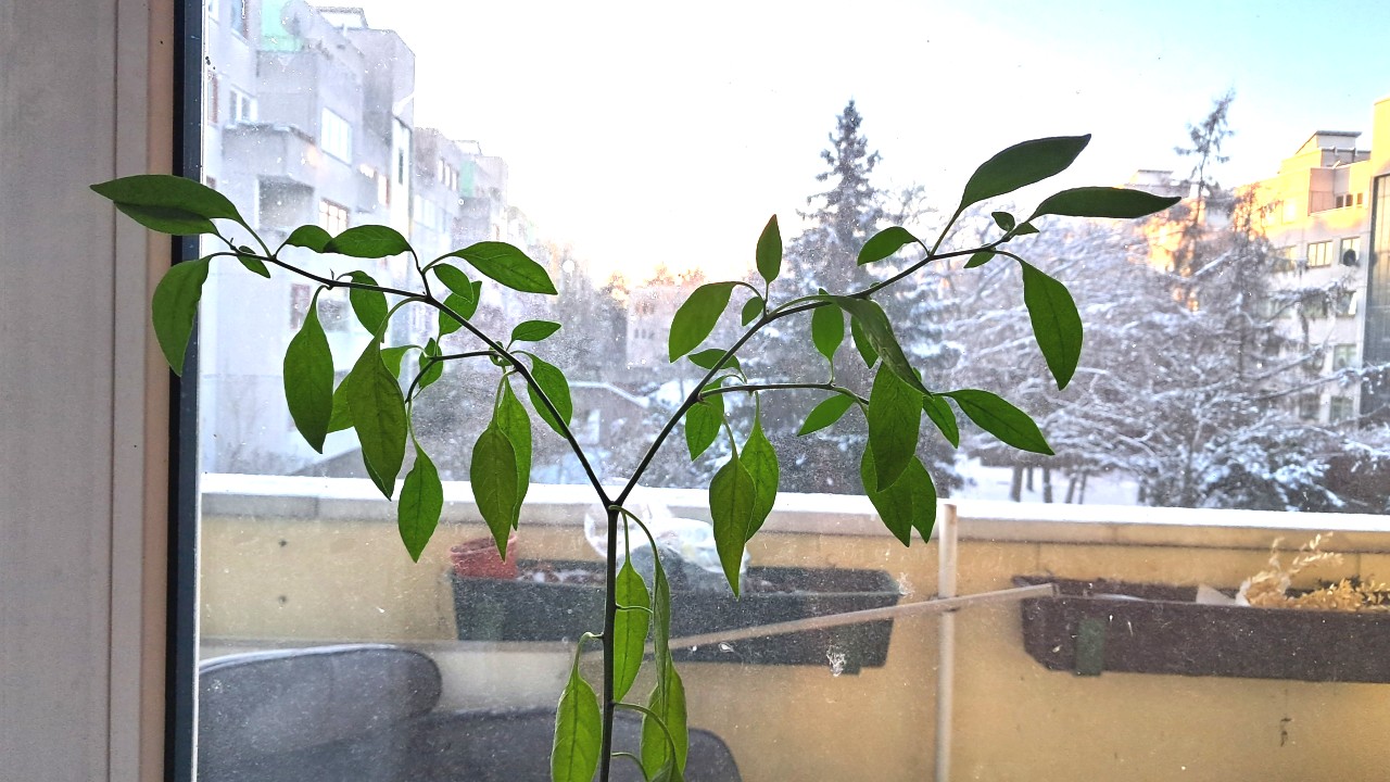 Auf einem Fensterbrett innen überwinternde Chili-Pflanze mit winterlichem Innenhof am frühen Morgen